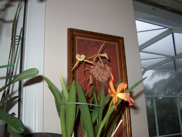 Summer on my lanai