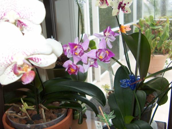 Summer on my lanai