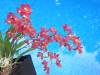 Orchids_blooming_032.jpg