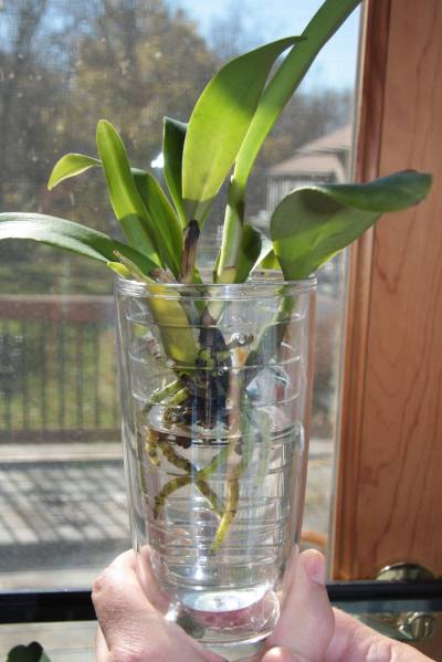 Orchid rescue