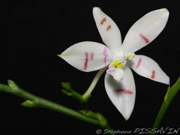 Phalaenopsis tetraspis