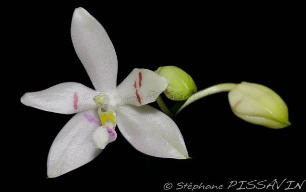 Phalaenopsis tetraspis