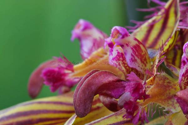 Bulbophyllum wendlandianum bloom