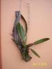 Laelia_anceps.jpeg