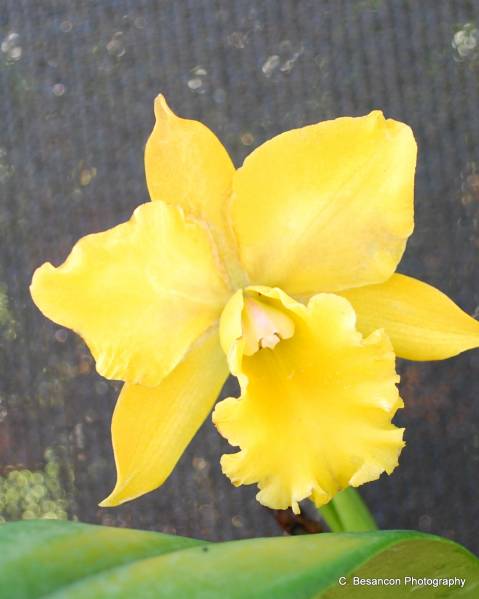 Blc. Husky Boy &quot;Romeo&quot;