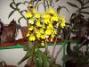 oncidium7.jpg