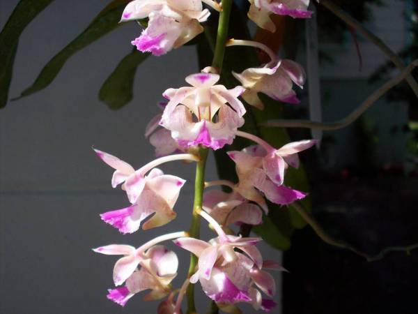 Aer falcata