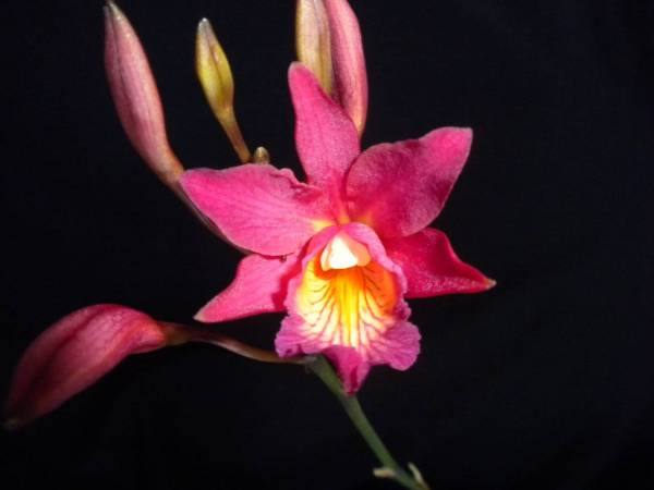 (Ctna Maui Maid x Mcp brysiana)