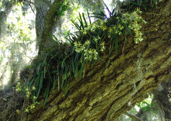 Enc tampensis in situ Polk Co
