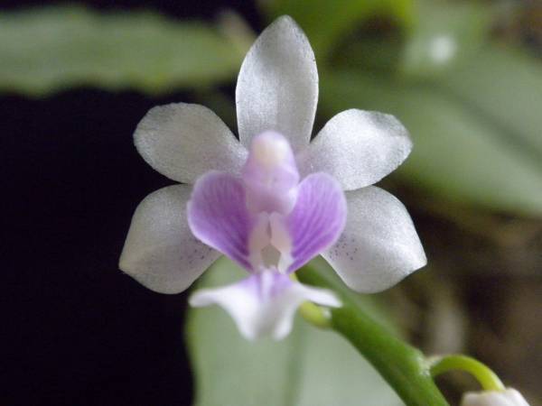 Kingidium deliciosum