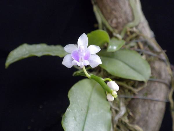 Kingidium deliciosum