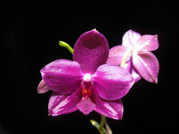 Phal Sogo Grape