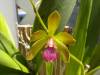 Cty_Kenneth_Roberts_Cty_Carolyn_Contorno_X_E_tampensis_.JPG