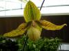 Paph_Frank_Smith_-_3.jpg