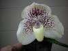 Paph_Virgo_Paph_godefroyae_X_Paph_Psyche_.JPG