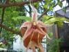 Paphinia_Majestic_Pna_cristata_X_Pna_herrerae_.JPG