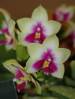 Phal_bellina.JPG