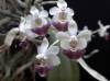 Phal_parishii2.jpg