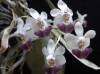 Phal_parishii_2_.jpg