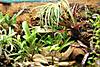 Vivarium_Fall_2014.JPG