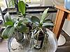 Aerial_phal_roots_3.jpg Aerial_phal_roots_3.jpg