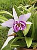 Bc_Taiwan_Big_Lip_Ta-Hsin_copy.jpeg Bc_Taiwan_Big_Lip_Ta-Hsin_copy.jpeg