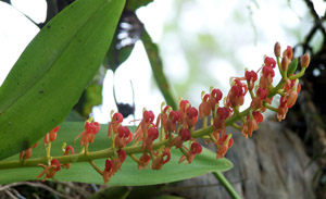 NOID_orange_flowers_on_long_raceme