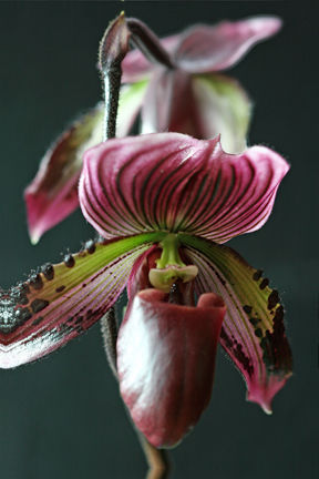 Paph_Redhawk_No_3_edit-1_email_sized