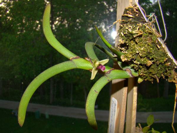 Maxillaria equitans