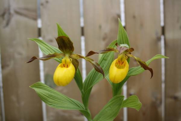 Cyp parviflorum var. pubescens