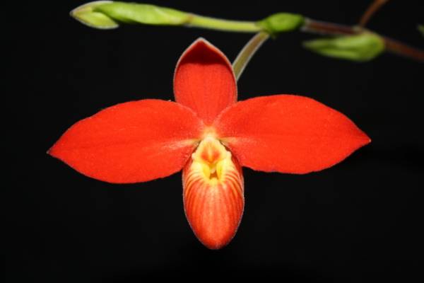 Phrag besseae