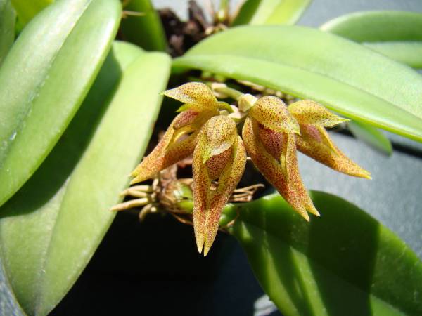 Bulbophyllum sarcophyllum