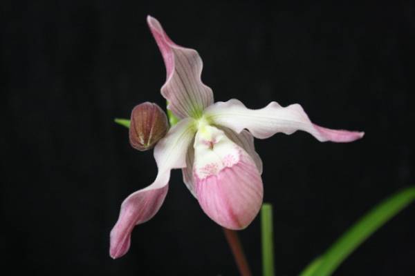 Phrag (Taurus x schlimii)