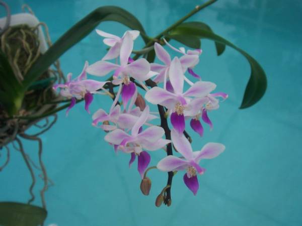 Phal equestris 'Three Times A Lady' x 'Blue Too'