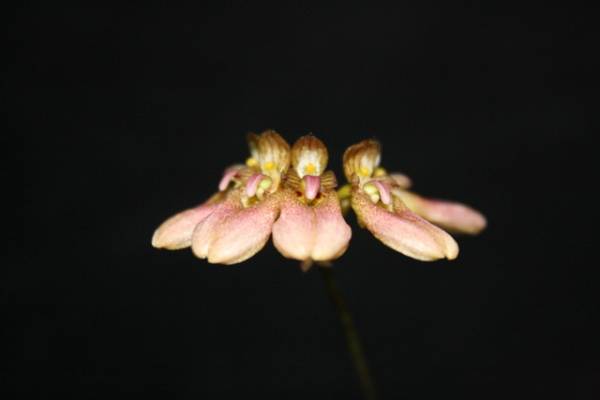 Bulbophyllum lepidum