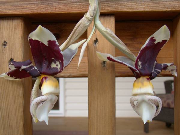 Stanhopea Assidensis