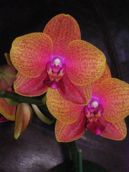 Phal Sogo Lawerence 'F1982'