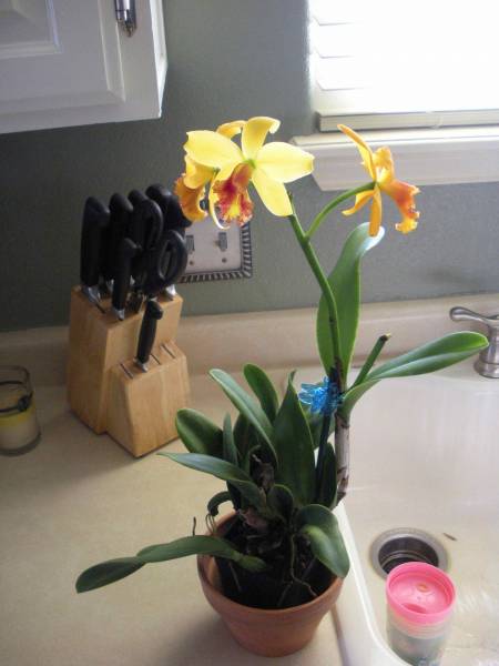 2 new orchids