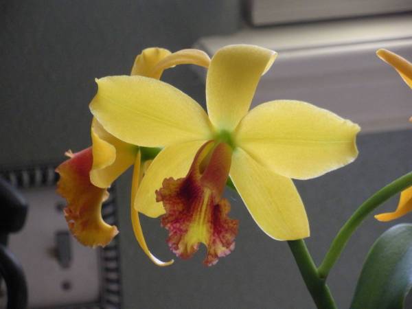 2 new orchids