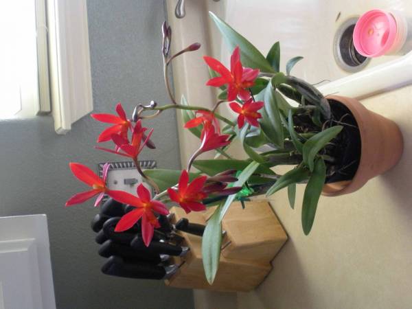 2 new orchids