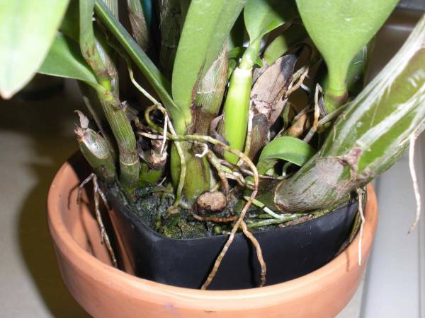 2 new orchids