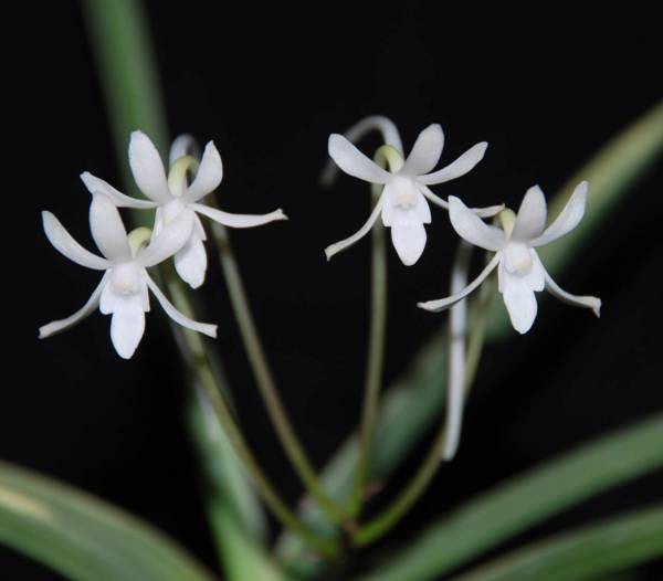 Neofinetia falcate &quot; Dongchuldo&quot;