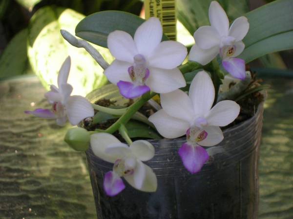 Dtps Liu's Hua Lien Star