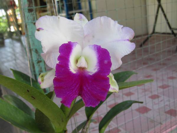 Cattleya NOID