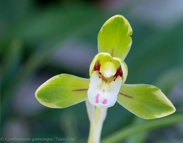 Cymbidium goeringii 'Tian Cao'