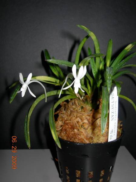 Neofinetia falcata - SETSUZAN