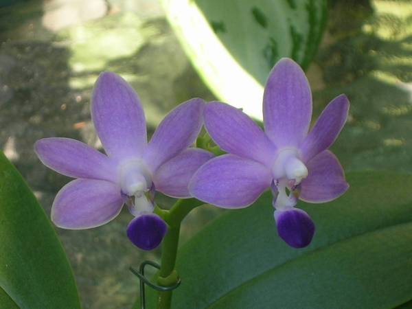 Dtps Purple Martin