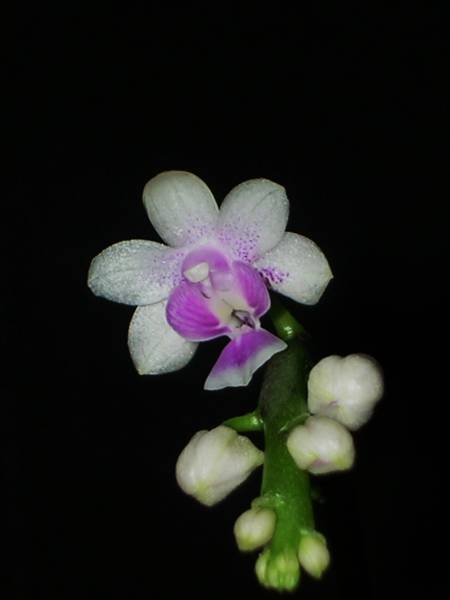 Phal deliciosa