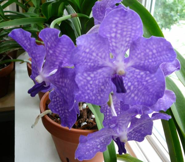 V Sansaui Blue