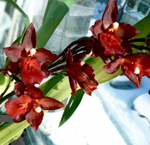 Wilsonara Red Pacific 'Deep Shadows'